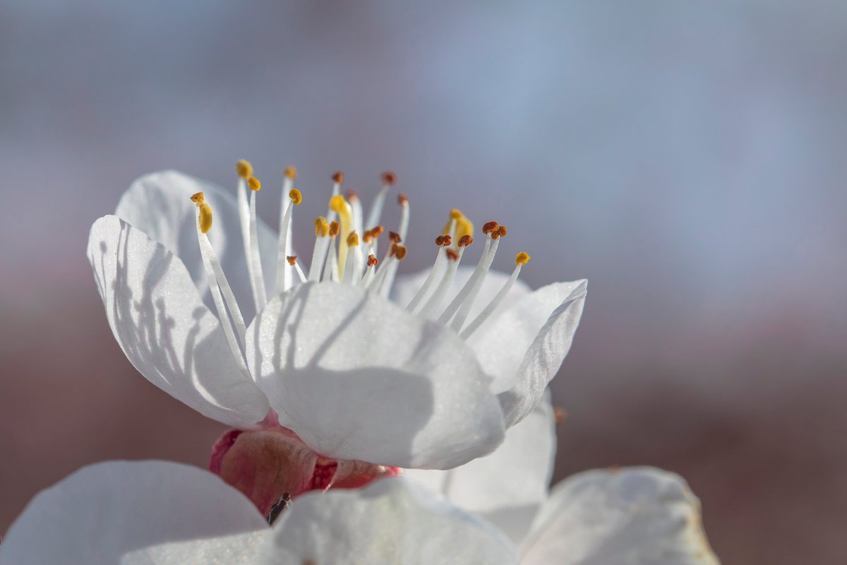 Geljane Abricotier Printemps Gard Suddefrance C Gj 03 21 Flowers Fleurs Spring Today Picoftheday Photooftheday Naturephotography Nature Photographie Photography Fotografia Photos Fotos Photographer Magnifiquefrance