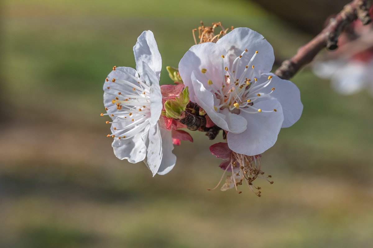 Geljane Abricotier Printemps Gard Suddefrance C Gj 03 21 Flowers Fleurs Spring Today Picoftheday Photooftheday Naturephotography Nature Photographie Photography Fotografia Photos Fotos Photographer Magnifiquefrance
