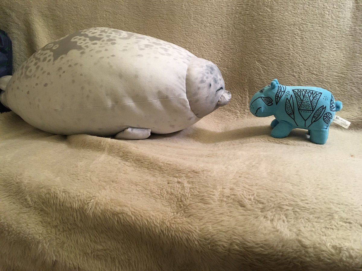 tinebeest's tweet photo. @before_roots Now meeting her new housemate: https://t.co/HH3VZbsik7