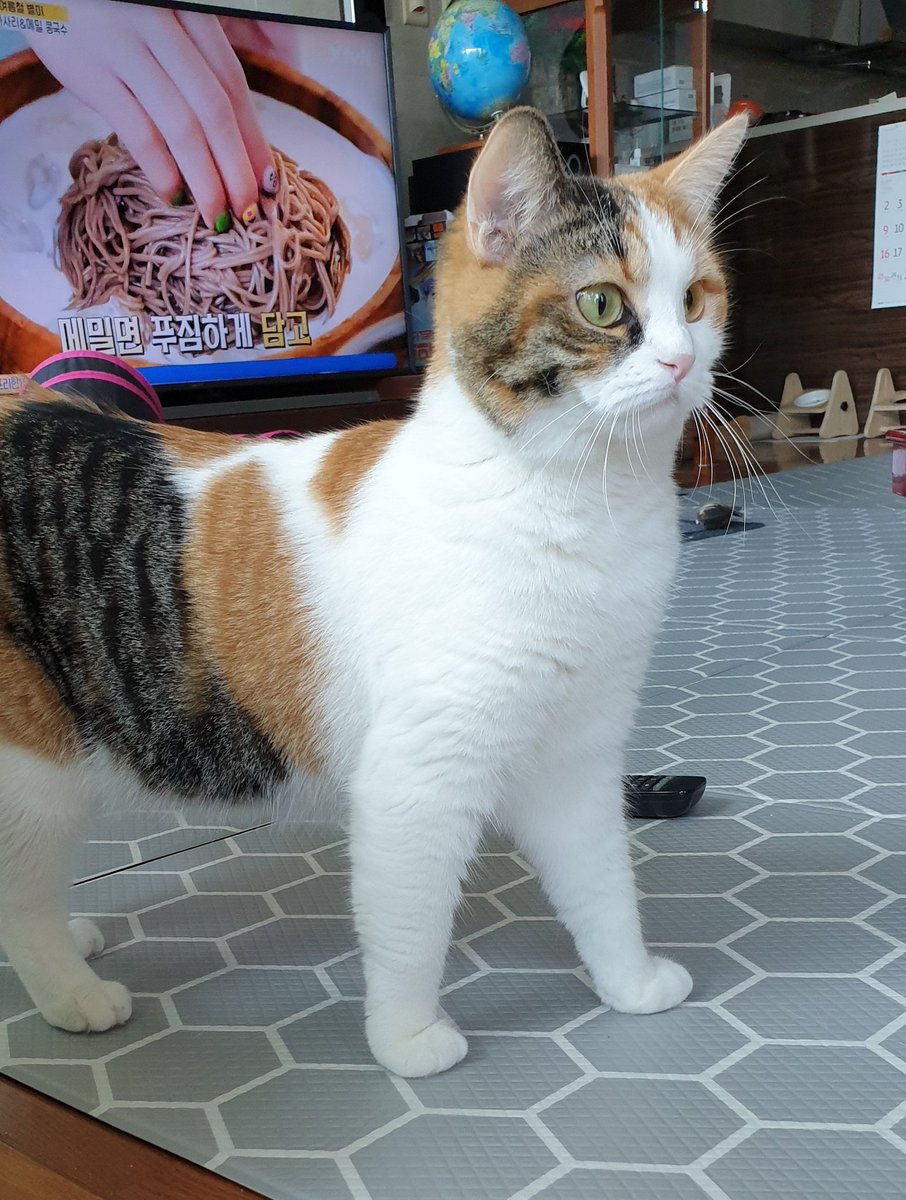 charmkke's tweet image. 모지 이 포켓몬