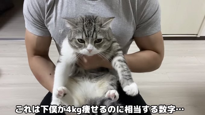 もちまる日記の飼い主 下僕 の職業や顔バレは 年収がヤバ過ぎる なんでも研究所