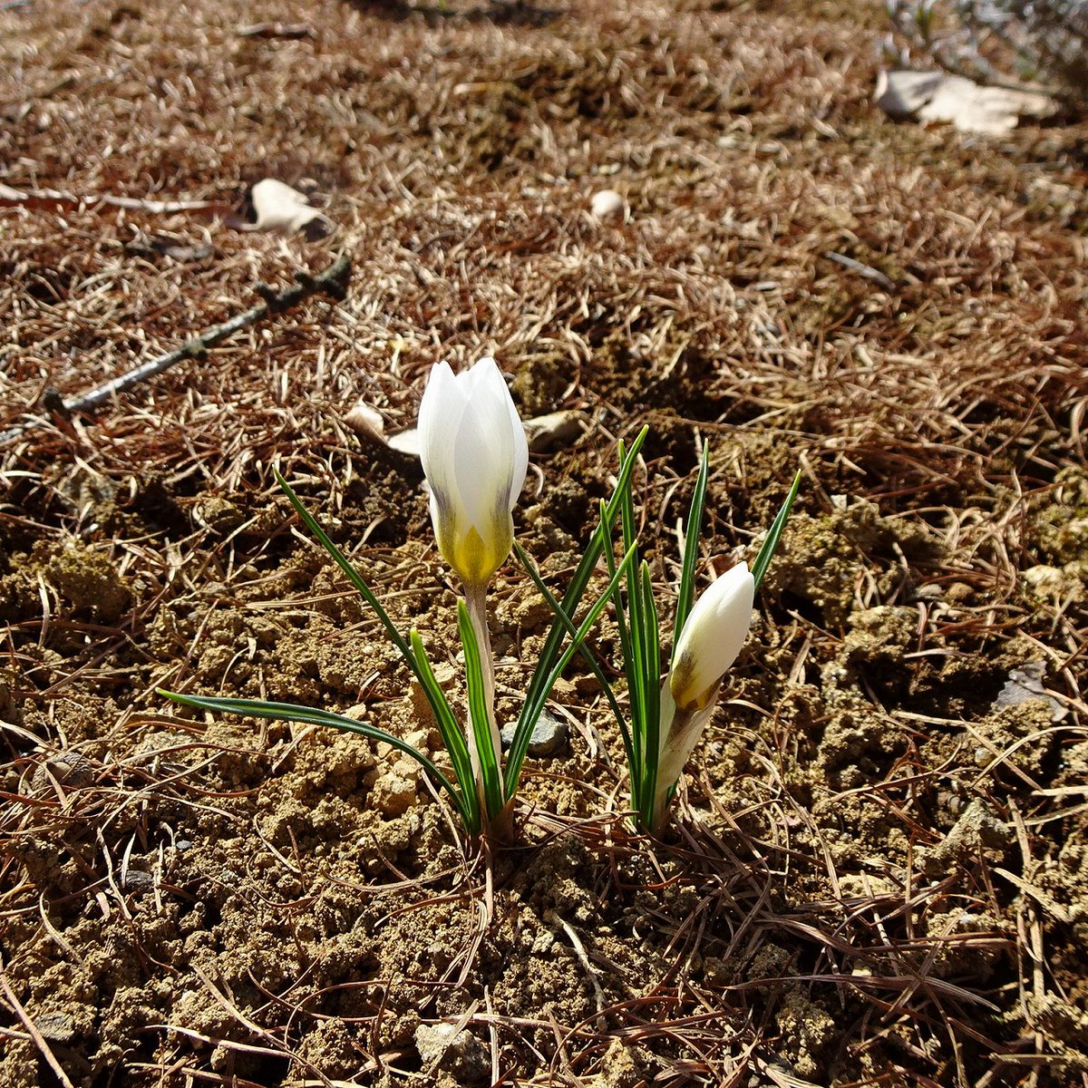 石神の丘美術館 花とアートの森 V Twitter 春のガーデン 昨年秋 岩手町地域おこし協力隊グリーンマネージャー 田中真之さんが中心になって植えた球根が芽をだしています 咲きはじめたのはクロッカス これから原種系チューリップやムスカリ チオノドクサなど