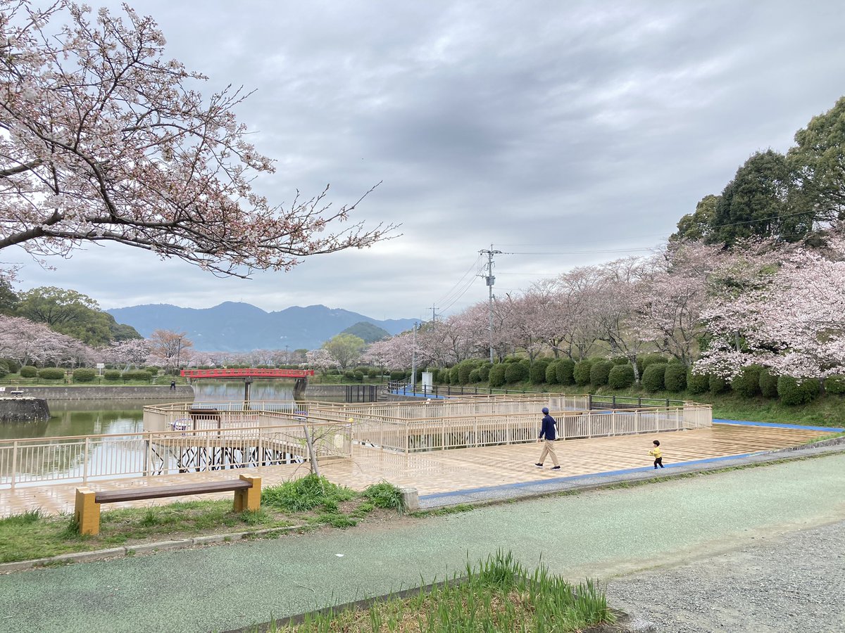 あさくら観光協会 公式 桜 情報 甘木公園 の桜は5 8分咲きです 場所によって咲き具合が違います 池の周りは5分咲き 忠霊塔広場や遊具広場は8分咲きです 今日も暖かいので開花が進むかも 写真は21 3 朝撮影 朝倉市 福岡