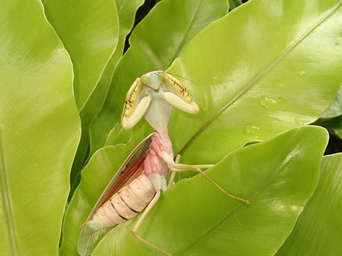 マルムネカマキリが羽化してきました！東南アジアに生息する大型の