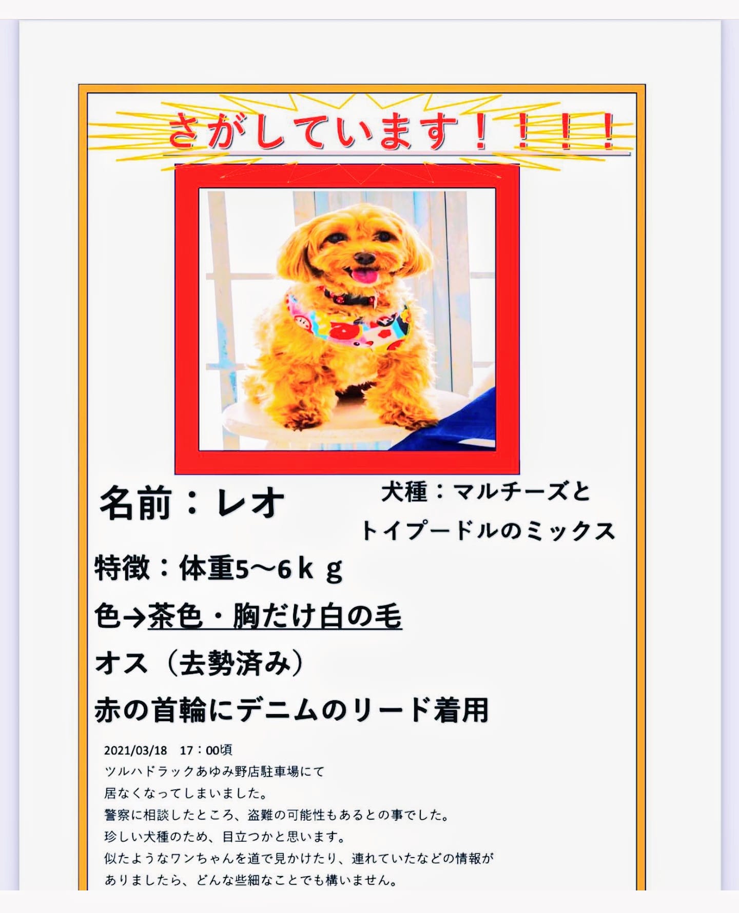 黒わんわ ツルハドラッグ 宮城石巻あゆみ野店 誘拐の可能性有り 誘拐の可能性有り レオ君 マルプーmix犬 茶に胸白 5キロ 去勢済 赤首輪 デニムリード付 拡散希望 迷子犬情報 T Co Xxzhohbrio Twitter