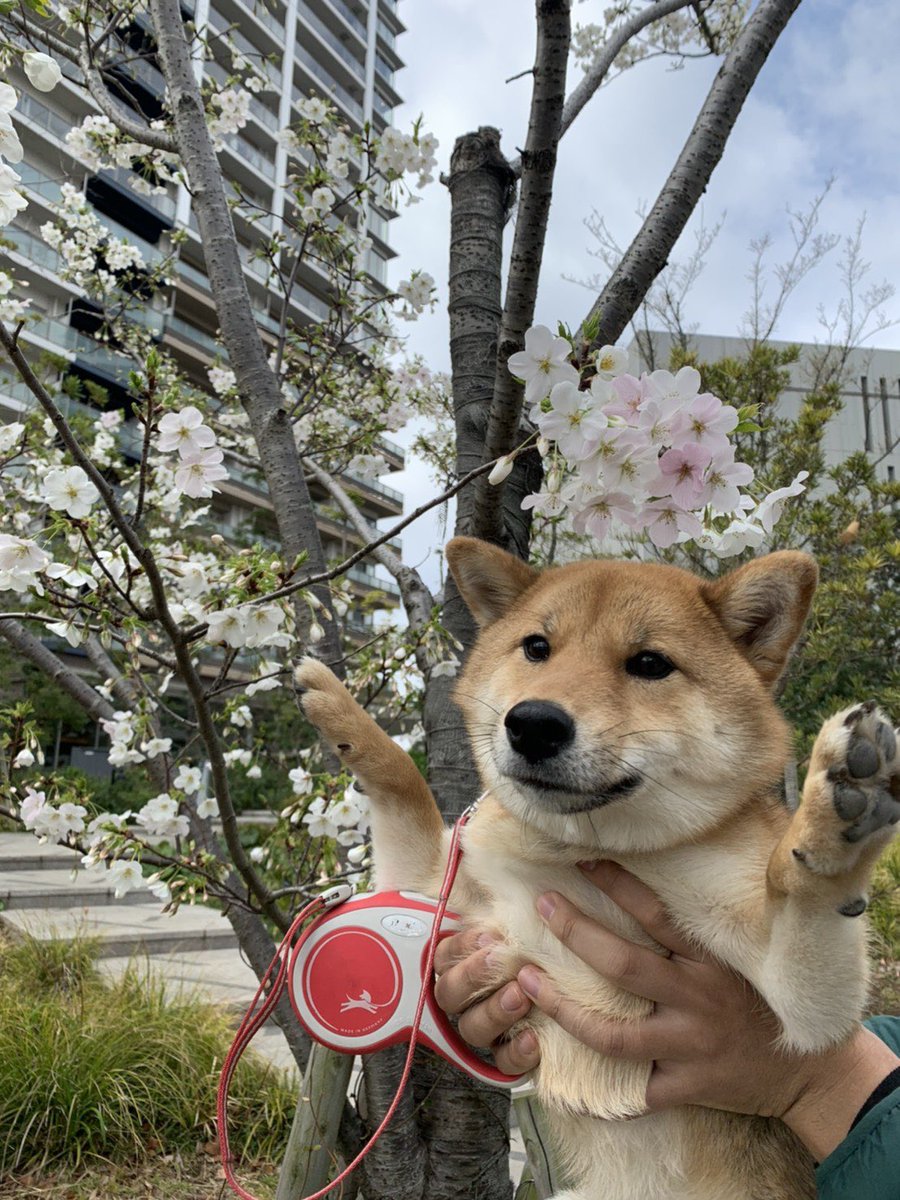 久遠 晃 くおん あきら 脇だけを抱えて わんこを抱っこするととても負担になります 必ずおしりも支えるように手を添えてあげてください つまり両手で抱っこが基本なので お願いします