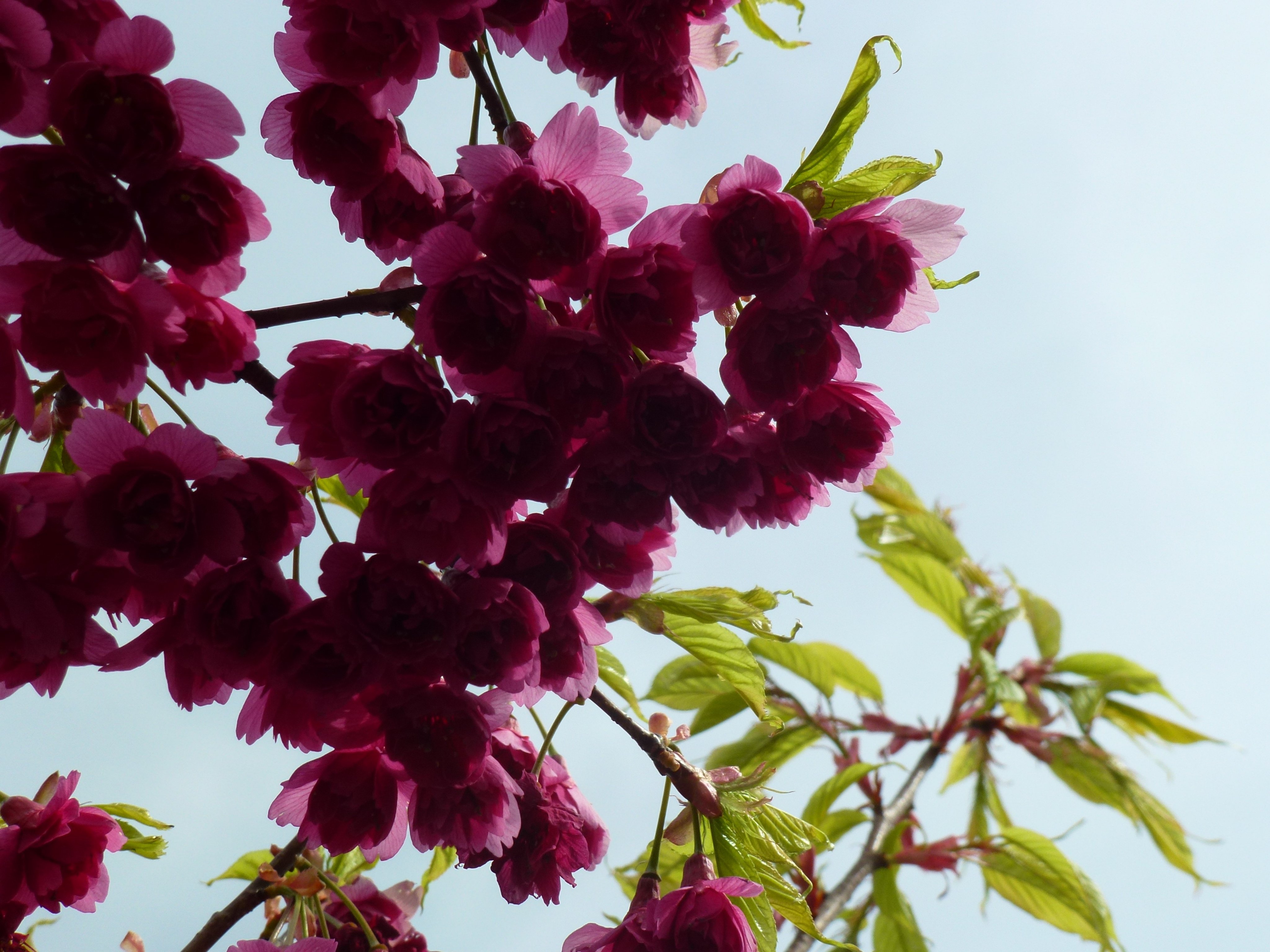 Dopぽん On Twitter 八重咲の桜はどこかしら憂鬱な雰囲気を漂わせて咲く 八重桜 Https T Co Prjd7rfgdy Twitter