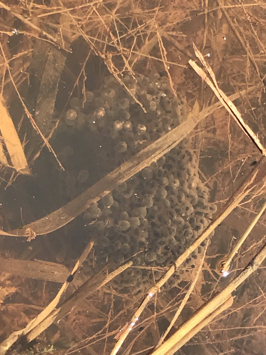 Seiurus's tweet photo. #LeopardFrogs are the first thing I grow here each spring. https://t.co/8n0IFSw2XU