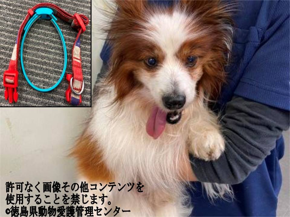Japanesemichael Jackson 徳島県動物管理センター 期限 4月8日 性別 男 年齢推定 中高齢 犬種 パピヨン風 体格 小 中 毛色 白茶 収容月日場所 3 19 徳島市津田町1 赤白青色首輪 水色ノミ取り 迷子犬 徳島県 徳島市 津田町1 Japanesemichael Jackson 徳島県動物管理センター 期限 4月8日 性別 男 年齢推定 中高齢 犬種 パピヨン風 体格 小 中 毛色 白茶 収容月日場所 3 19 徳島市津田町1 赤白青色首輪 水色ノミ取り 迷子犬 徳島県 徳島市 津田町1
