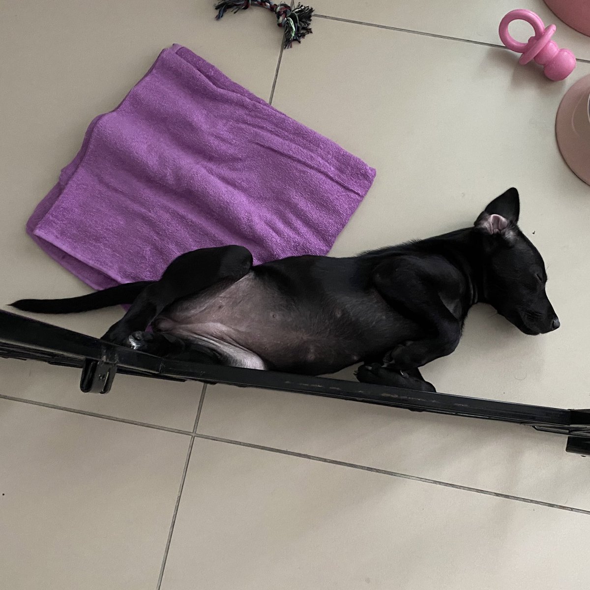 ncavien's tweet photo. So happy to be a dogmama 🥺 https://t.co/hffuF2n15t