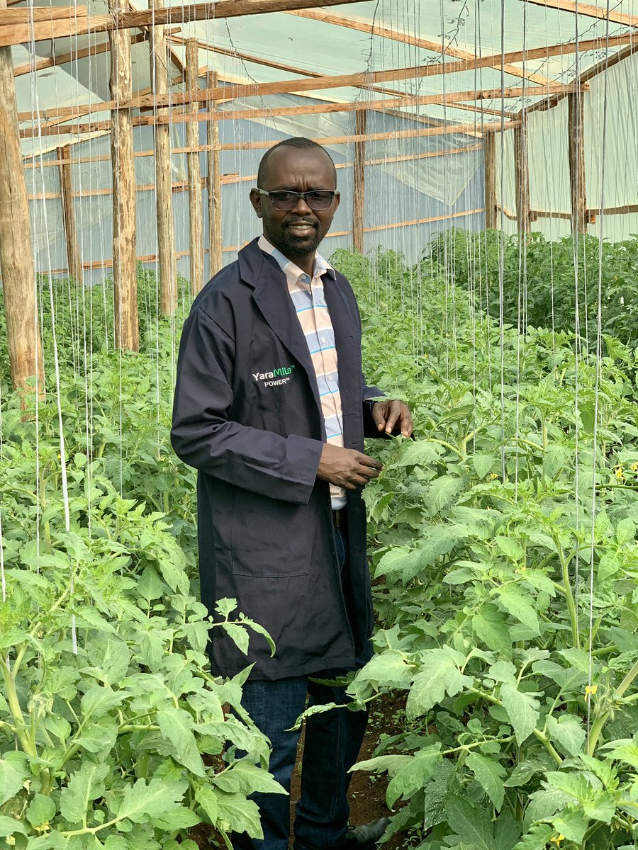 rodgers_kirwa's tweet photo. Our #tomatoes coming on so well..👌👌They all have the first truss of flowers and some have the first fruits growing.

Variety: Anna F1.
Nutrition: Yara Fertilizer program .

Good harvest(YaraMila) loading .

ASANTE YARA.

#AgribusinessTalk254 #MboleaNiYara

@YaraKenya https://t.co/cDf5jC22f9