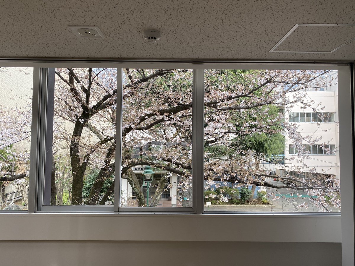 chuo_community's tweet photo. 中央コミセンの桜が咲き始めました。
2階の窓が桜でいっぱいになる日も近いです🌸 https://t.co/64pwy00S6a