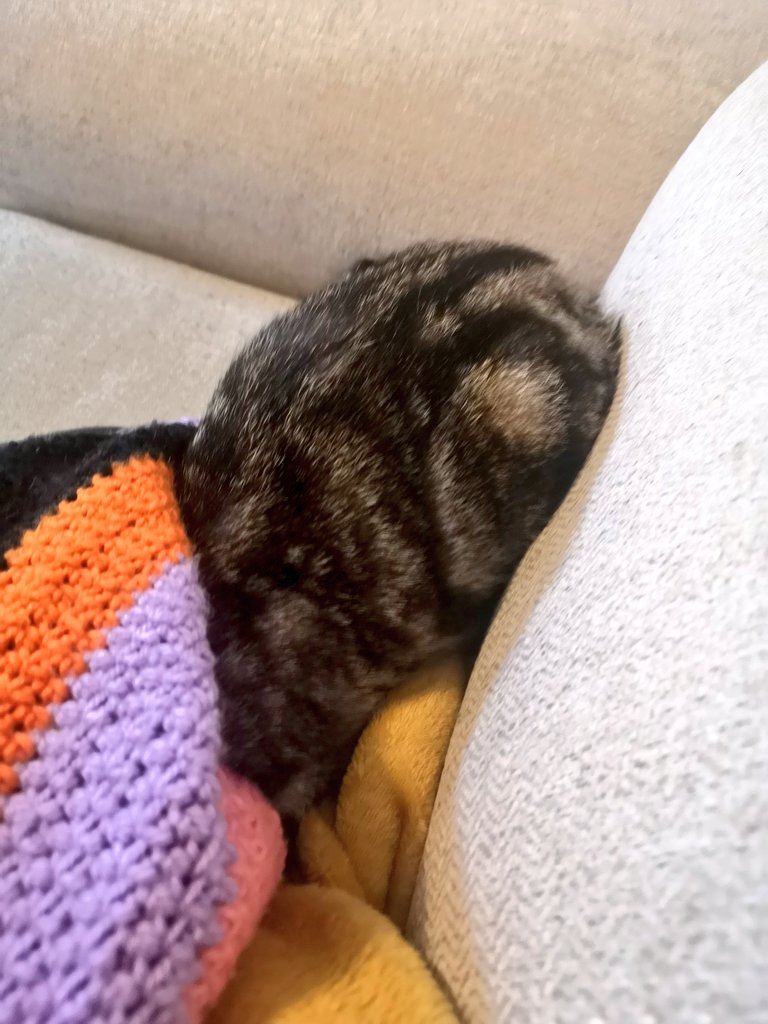 Happy #Caturday! You can be whatever you want to be! 

For example, I'm an Ostrich 😺