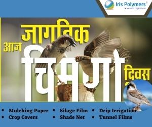 irispolymers's tweet photo. World Sparrow Day 
Birds, known to play an important role in 
pollination, putting a check on pesky insects and rodents.

Save the Sparrows before too late.

#ilovesparrows #worldsparrowday #irispolymers #environment
#sparrow #whitemulchingpaper #savesparrow #जागतिकचिमणीदिन https://t.co/1lT08V1l0r