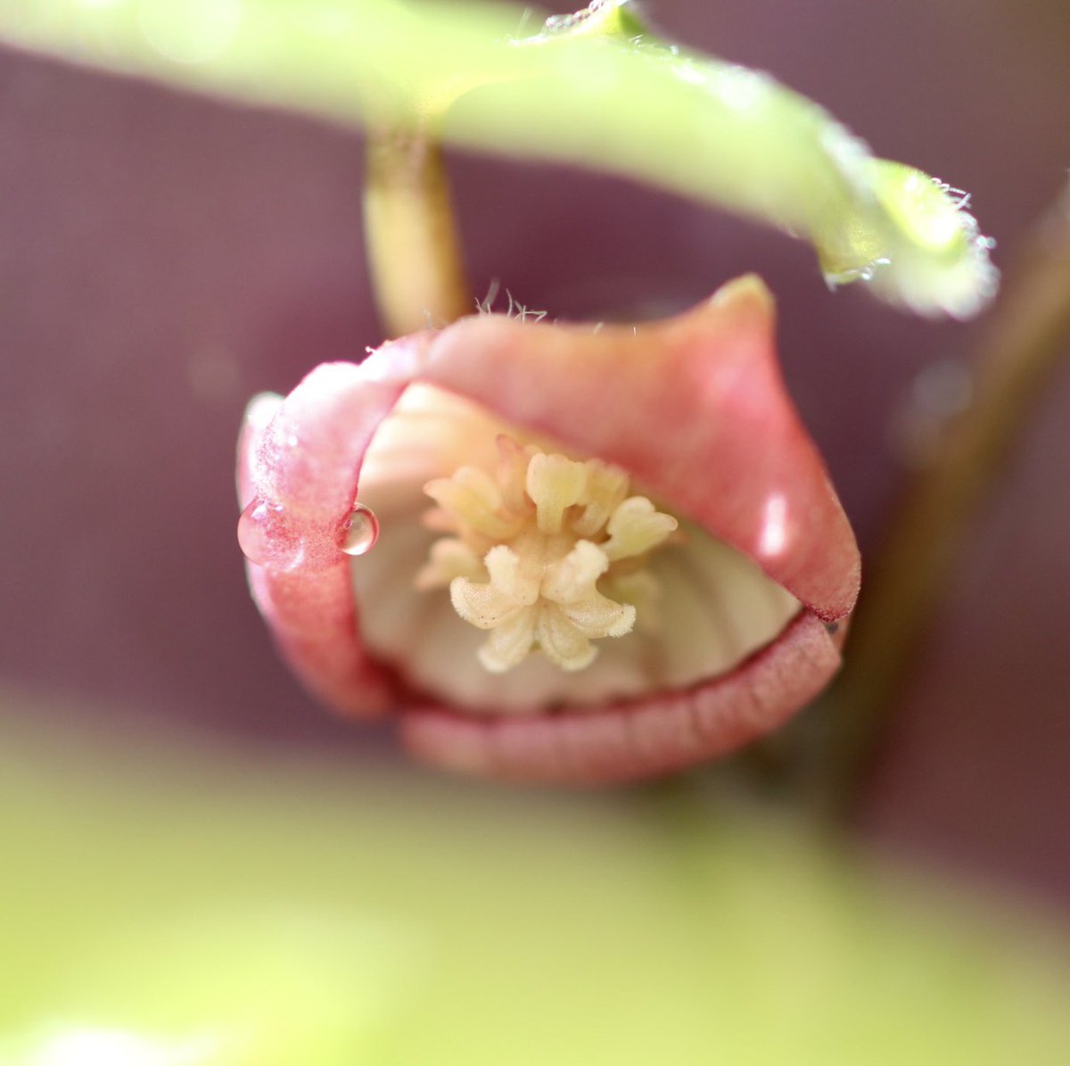フタバアオイの花