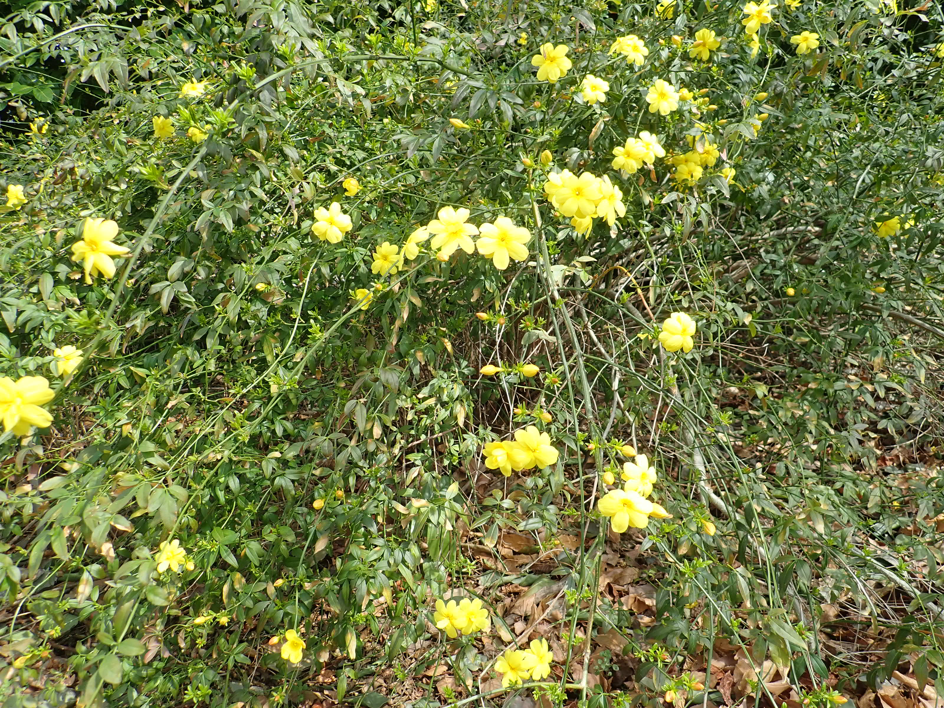 神代植物公園 ニュース スタッフより 園芸係 続き 神代植物公園は 新型コロナウィルス感染拡大防止のため 休園中 園内の様子をお伝えしました Twitter