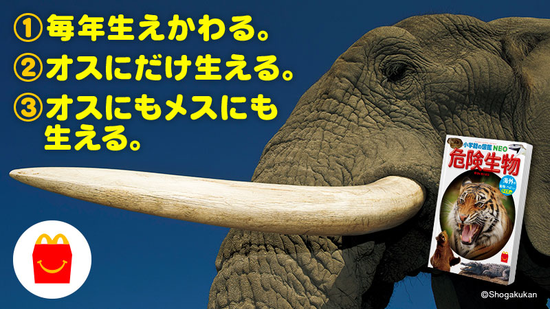 突然ですが、危険生物クイズです🔍 アフリカゾウのきばについて