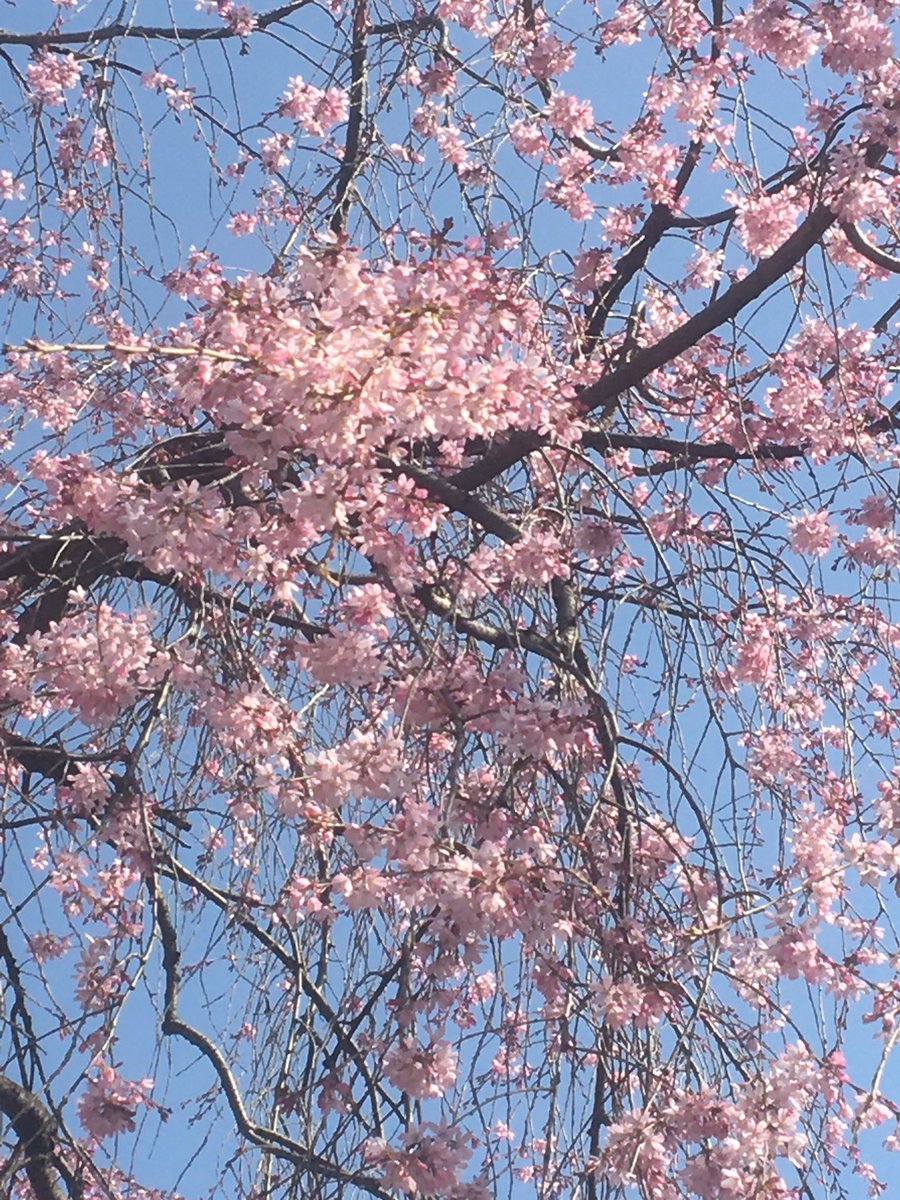 1012Keitai's tweet photo. @ranasilvia63 @Silviadomi22G @ManishP60508798 @Sandylisflor @RoxanaElidaaa @glenton123 @sitaravirgo @RosaTrunk @Cassandra_Jully @tadayokun73 @insaurraldeh @SolyMar66091744 @SergioA60798547 @Starla_Eileen @WALLI27 @r95731 @VibuMarina_2 @Emre1karaman @RoadBrook @elsufuen @jaggirm @SSscoop475 @MARIALUISAMAR5 @S_Fahim_IQ @MARISABRON @Genn_Scog @virgyane @Javedch77 @surdomudo1 @monicasloves @Zaid_Capt @henrirousseau12 @Chrissyhowell16 @ThacianaVal @moiraek #PRINCESEE 🌸 https://t.co/ttsm7hlNWe