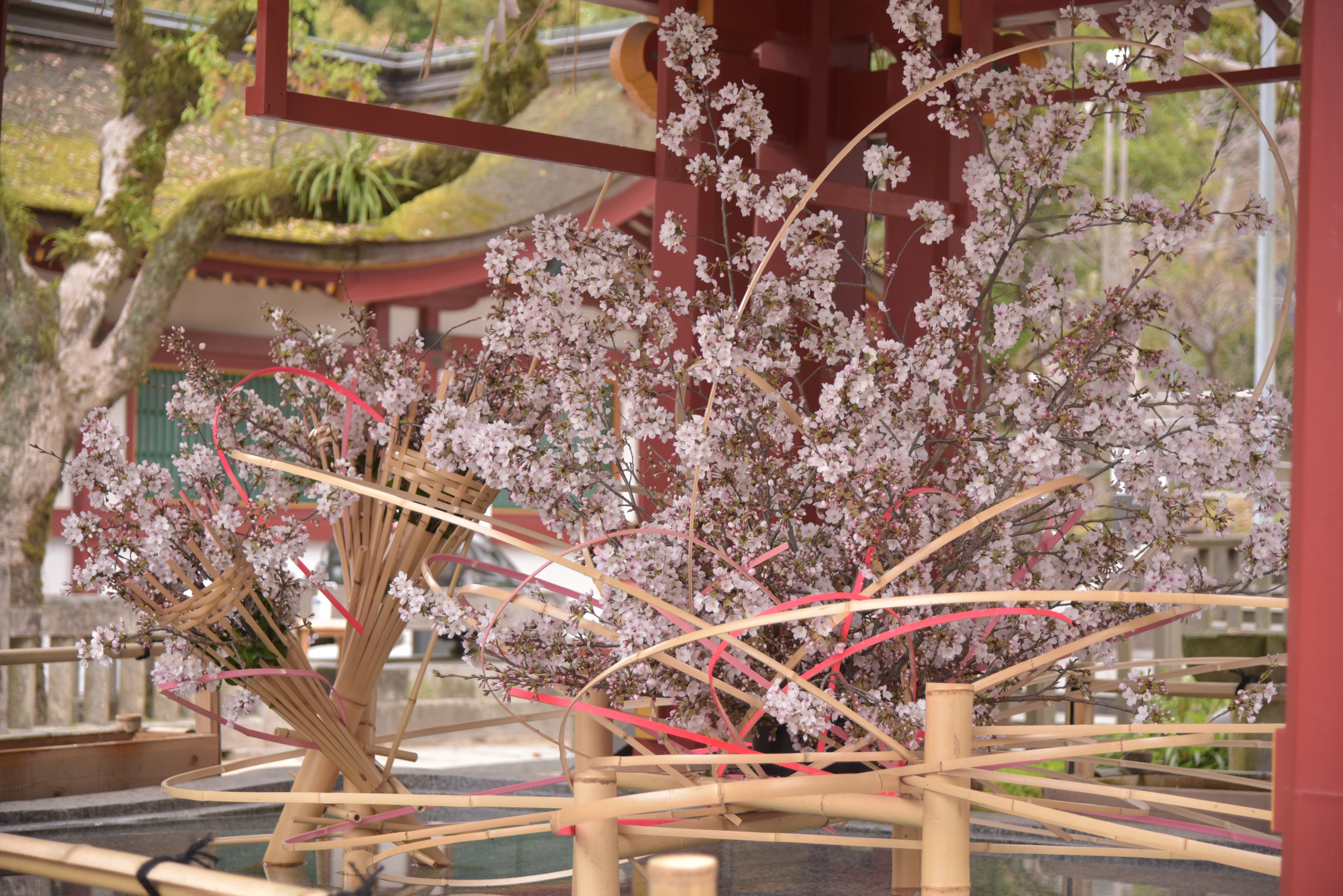 太宰府天満宮 公式 春爛漫 桜 ソメイヨシノ と竹アートをあしらった花手水の桜が皆さま方のお越しをお待ちいたしております 太宰府天満宮 天神さま 手水舎 Dazaifutenmangu T Co S0hmrpbv Twitter