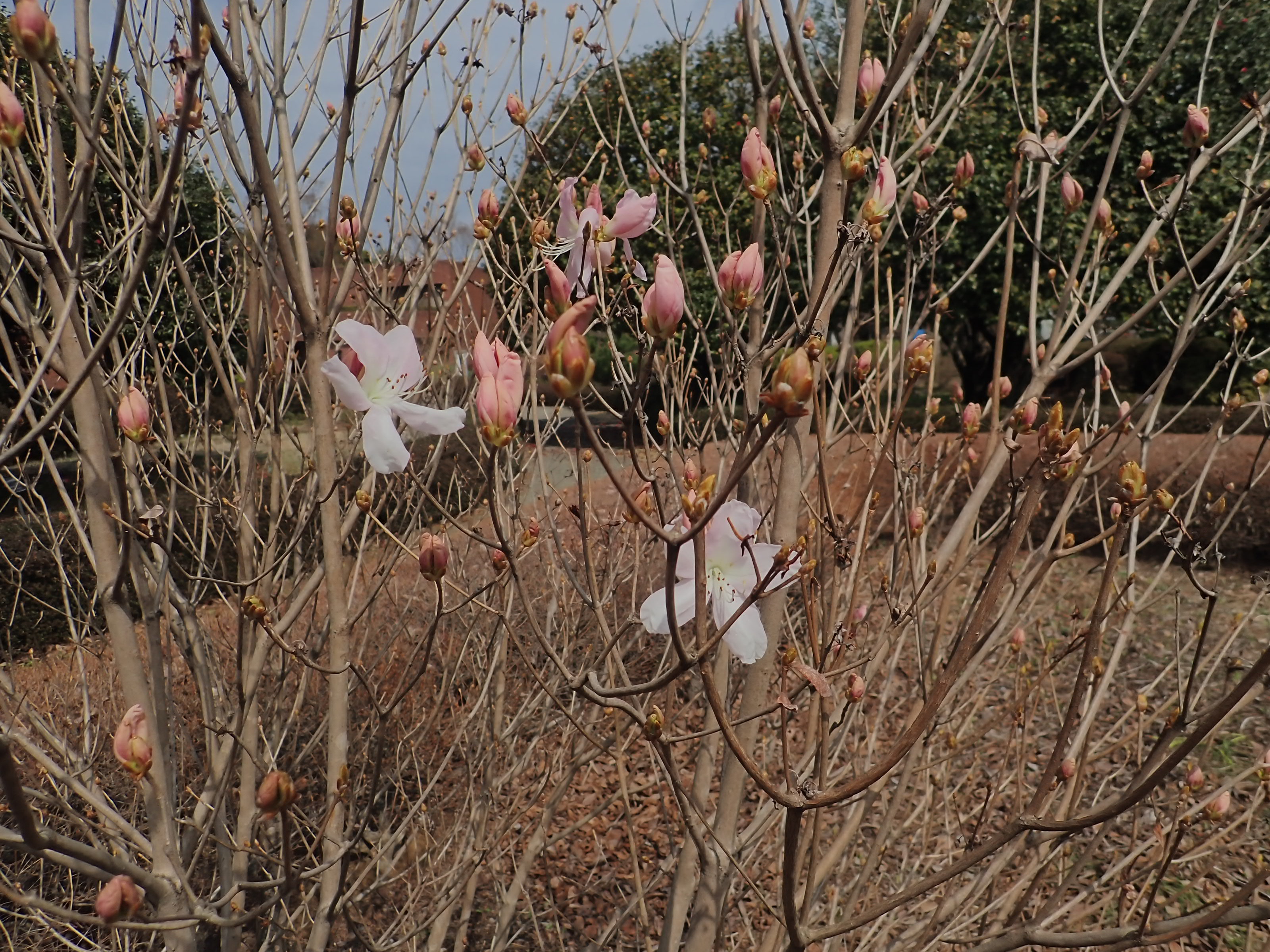 神代植物公園 ニュース スタッフより 園芸係 つつじ園でクロフネツツジが咲き始めました クロフネツツジ は 中国 朝鮮半島に自生する落葉性のツツジ 葉が開く前に大輪の花を咲かせます 色は ごく薄い桃色 色彩が上品なことから ヨーロッパなど