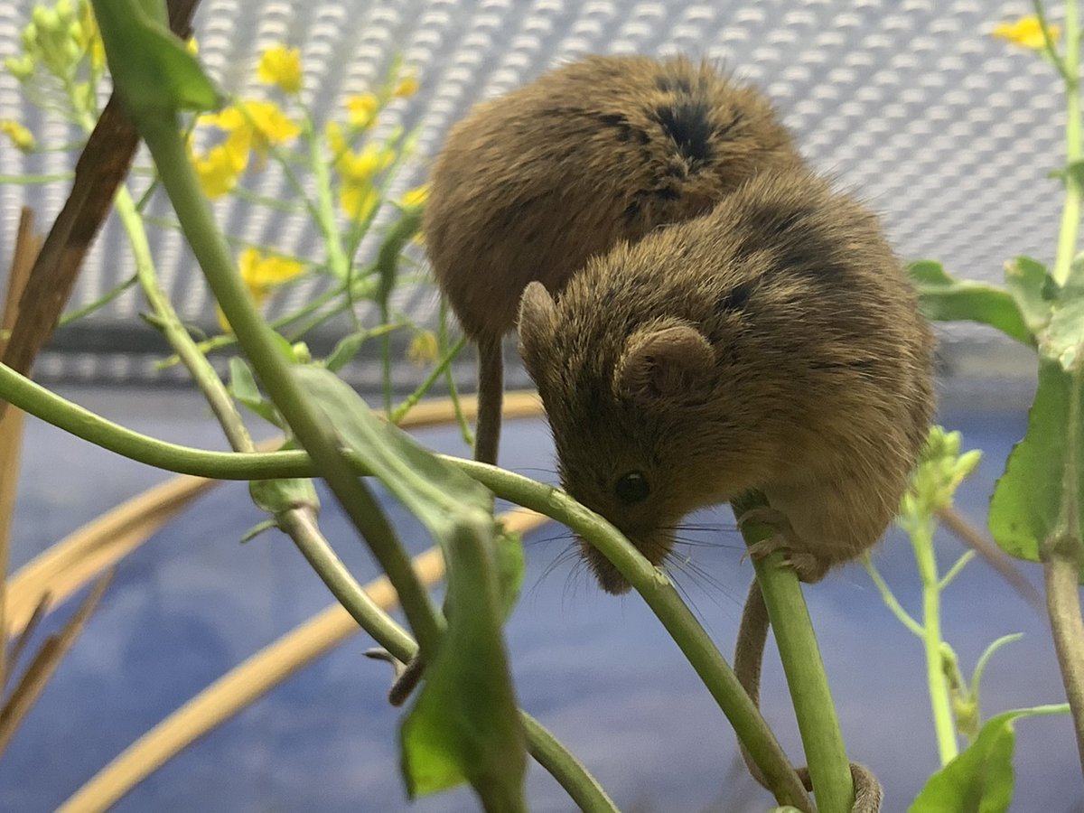 仙台うみの杜水族館 カヤネズミさんにも春到来 T Co Fzcbqlzolg日本一小さな種類のネズミ 21 03 宮城野 みやぎの 区の子育て支援企業 店舗 仙台うみの杜水族館 仙台 宮城の子育て支援情報が満載 ぐるっとママ仙台