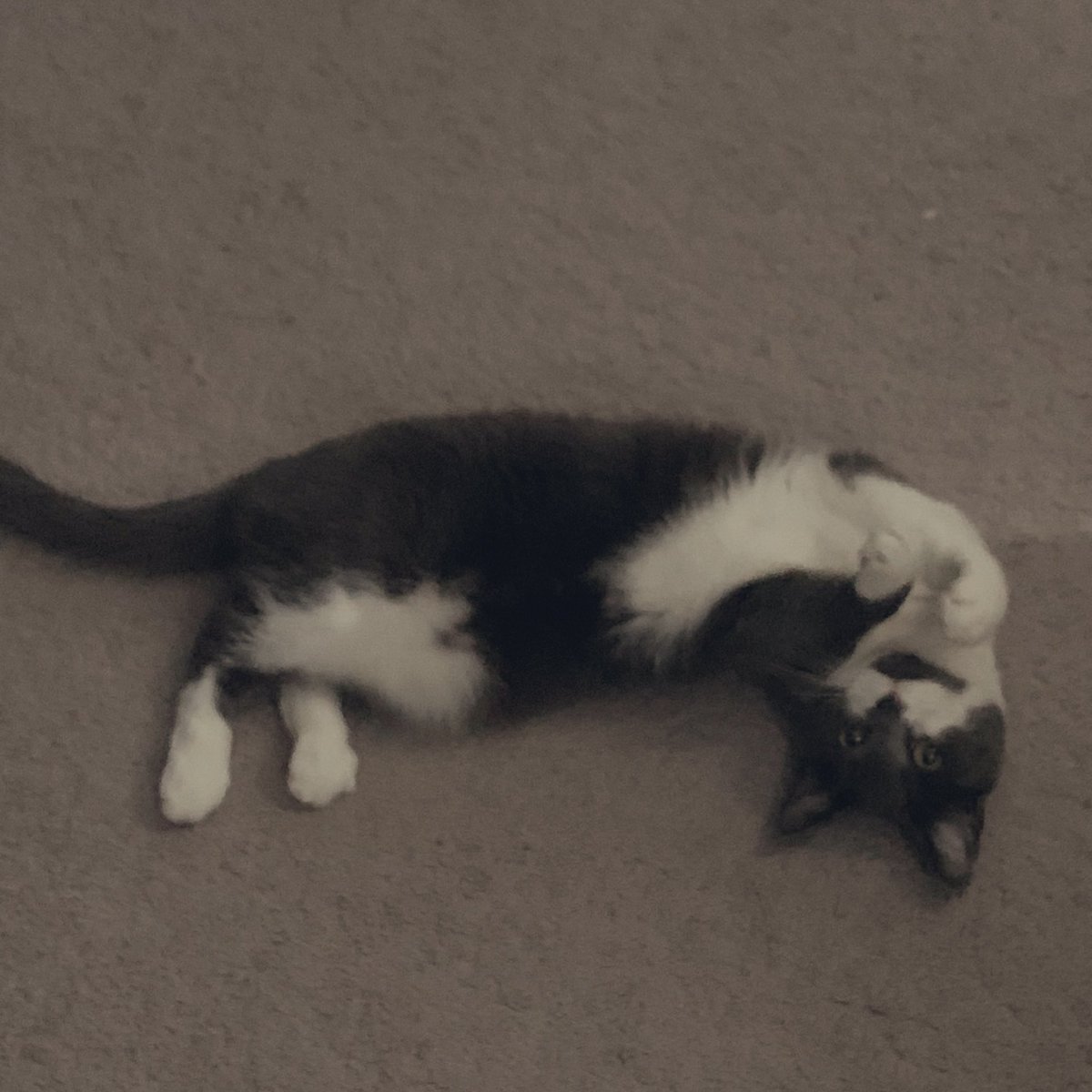 Buttons_LeFloof's tweet photo. #jellybellyfriday https://t.co/3oatTyVspr