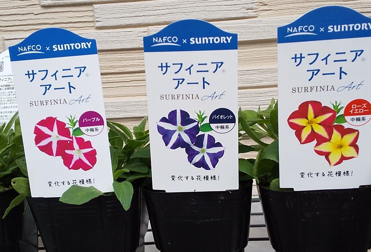 ナナホシテントウ サフィニア アート Hpに載って無かった謎 ナフコ共同製品だったから 結局買ってますね クーポンあったからつい 後は２４日入荷されるとらネコで サフィニアアートは揃う予定 T Co Pvsygkuljt Twitter