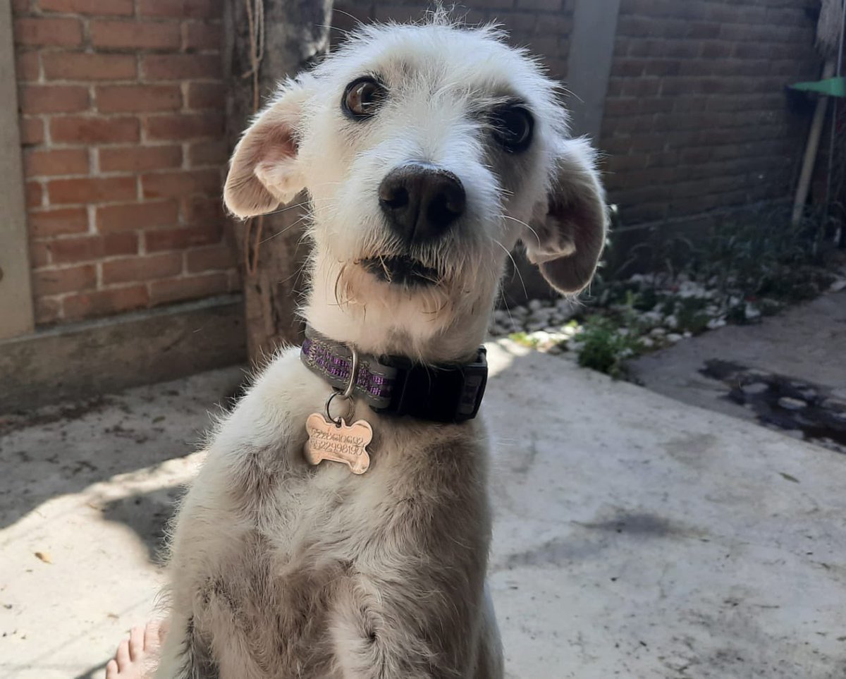 🐾 ¡Ayudemos a Skye! 🐾 Tiene 6 meses, padece leptospirosis y necesita donadores de sangre. 🩸 Requisitos: peso 20 kilos, menor de 6 años, vacunado, desparasitado y sano. Skye está internada en una veterinaria de Avenida Las Torres. Informes: 55 22 99 81 90