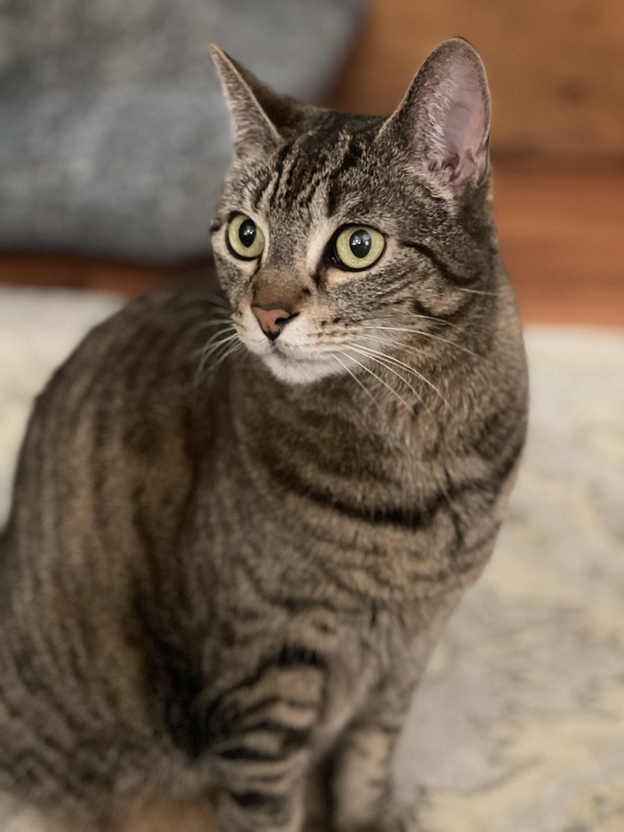 SCarrollWrites's tweet photo. @vicmsong My sister’s cat Scout https://t.co/AAXnhIxvL2