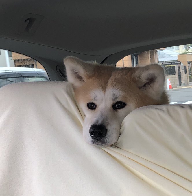 専門家監修 犬が玉ねぎを食べちゃった 致死量ってどれくらい ワンコとhappy Life