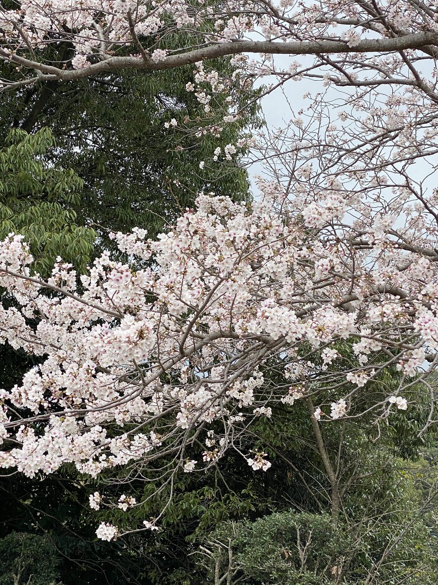 金立sa 金立sa