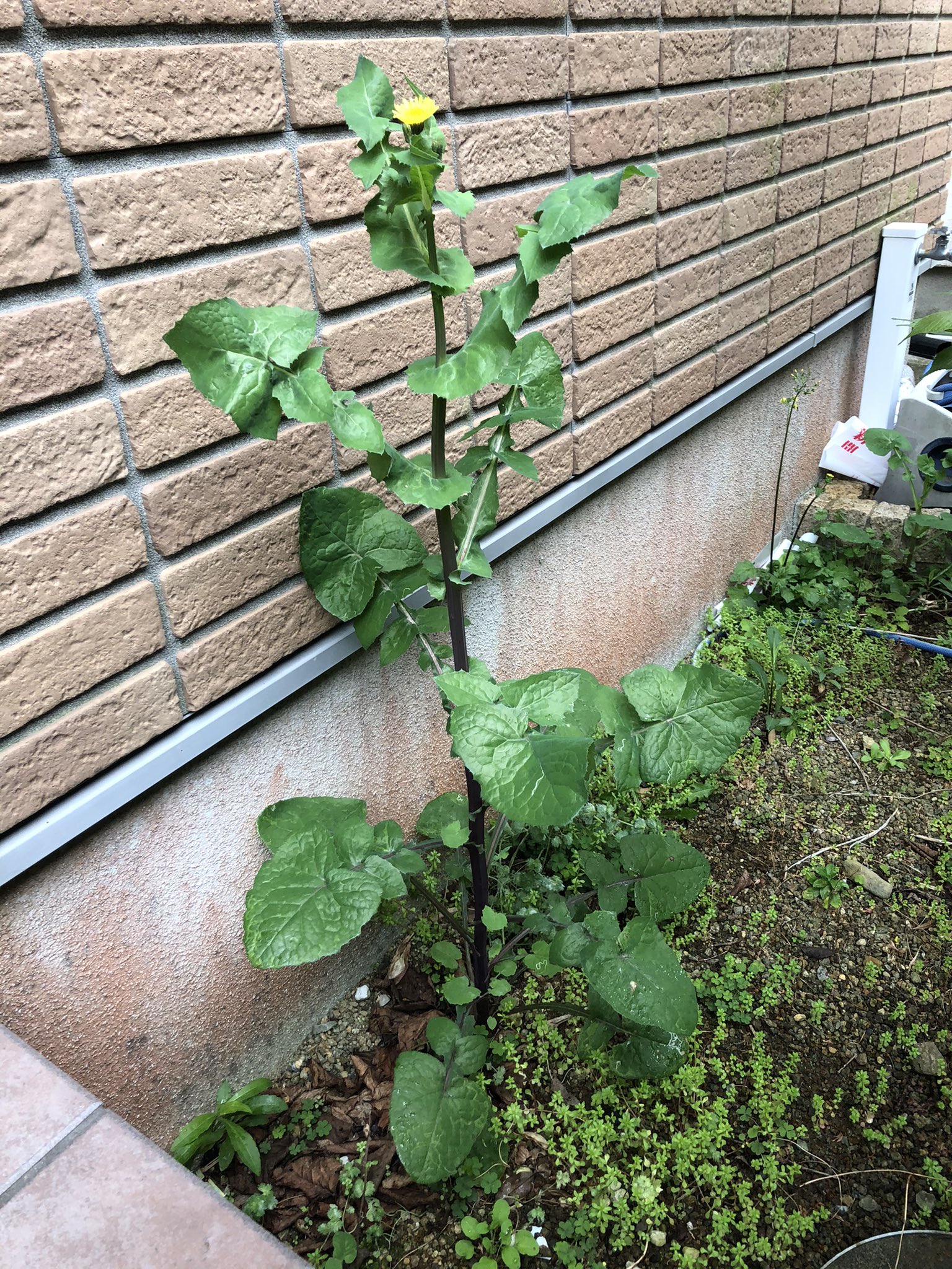 今いねぇ やけに植物に詳しい悟空 Sdrc603 ノゲシだな 葉っぱの形を見ると アイノゲシの可能性があると思う おんなじキク科だから タンポポの仲間っちゃ仲間だな でっかく育ってかっちょいいなあ Twitter