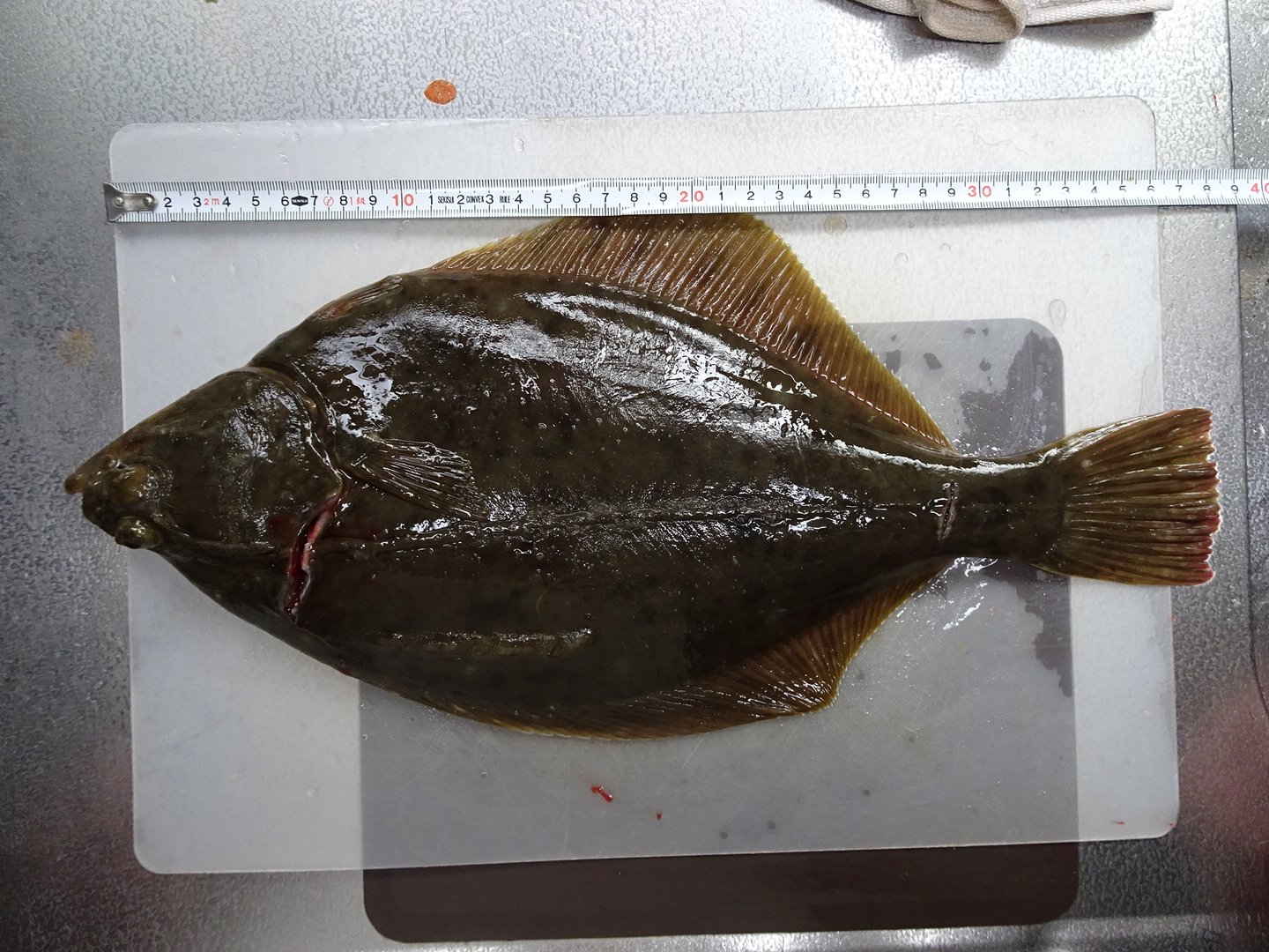 こっ子 裏面 生物アカ カレイの体表に付いた寄生虫 どなたかお詳しい方 この子達の名前を教えて頂けないでしょうか ググッた感じだとカイアシ類のカリグスさんでしょうか 寄生虫 体表寄生虫