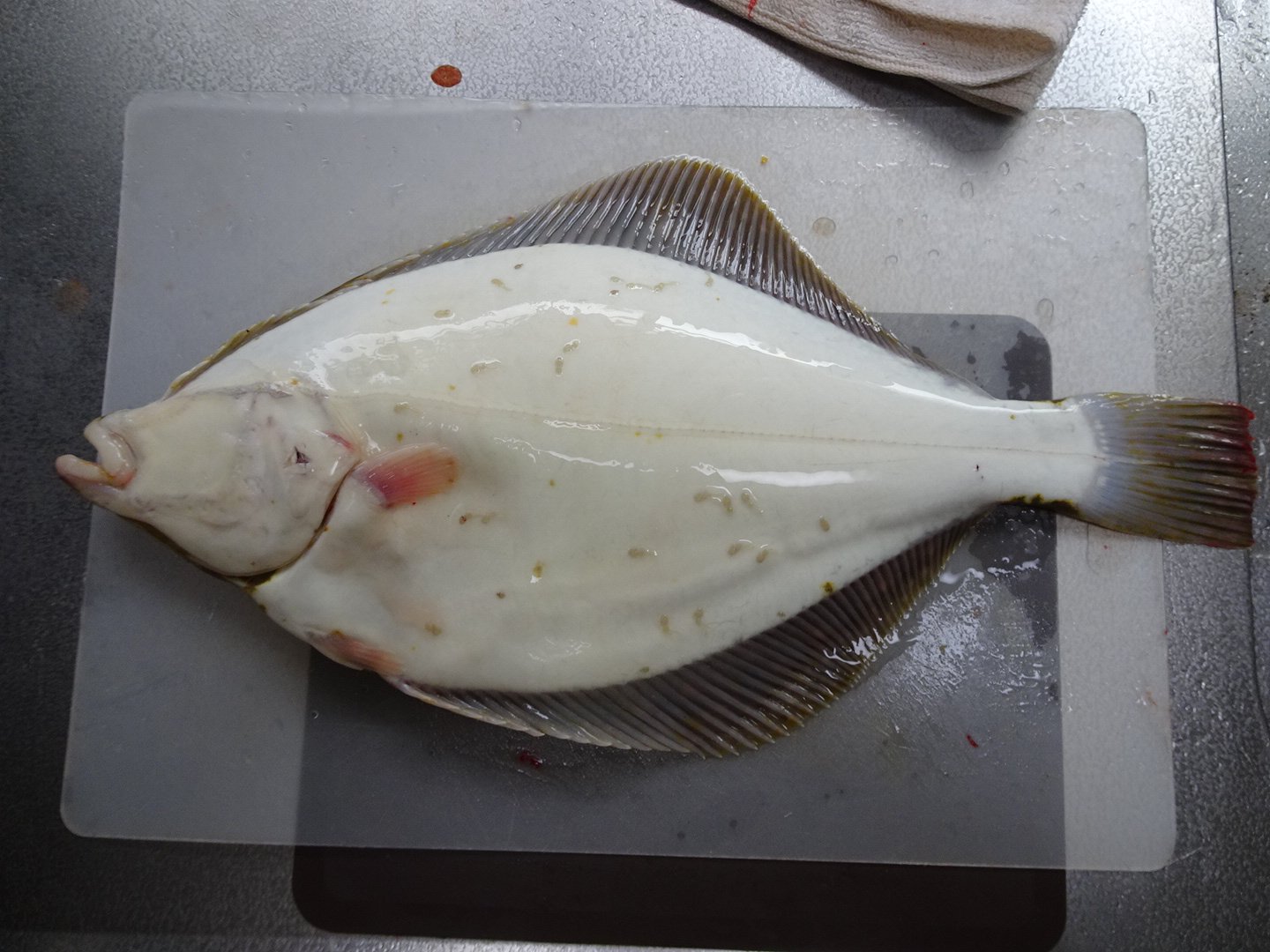 こっ子 裏面 生物アカ カレイの体表に付いた寄生虫 どなたかお詳しい方 この子達の名前を教えて頂けないでしょうか ググッた感じだとカイアシ類のカリグスさんでしょうか 寄生虫 体表寄生虫