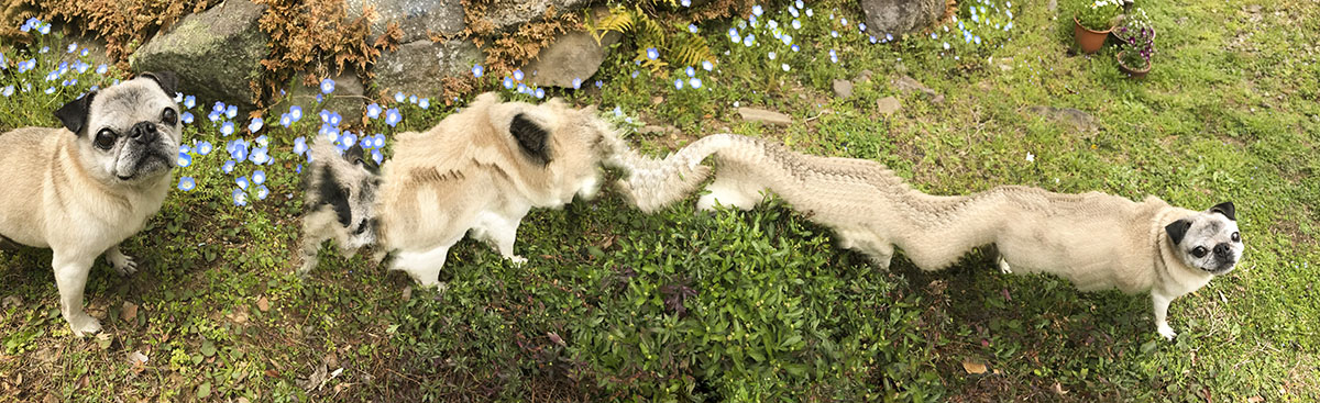 犬がパノラマ撮影の意味を分かってくれず いつまでもついて来てしまう パグの脱皮初めて見た ドヤ顔可愛すぎ Togetter