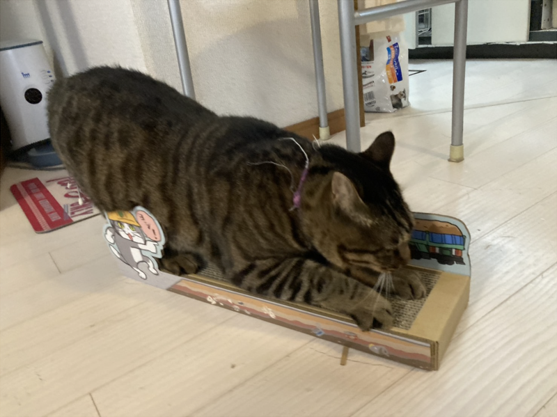 くまみね Twitter वर 友人宅の猫も使っております くまみねさんとコラボ 仕事猫 の工事現場つめとぎの会 ペット用品 日用品 インテリア 生活雑貨 猫好きの猫グッズ 猫雑貨の通販 コミュニティ フェリシモ猫部 T Co 0uuwhtzn6z