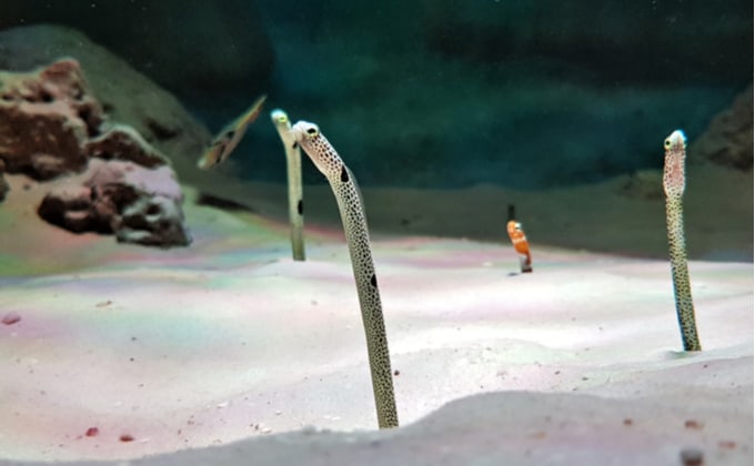 チンアナゴの下半身の画像発見 チンアナゴ 家で飼えるの オダトレイン