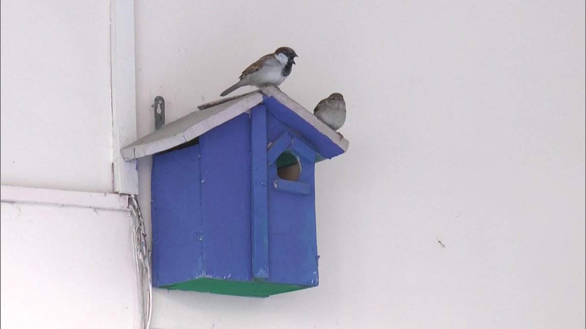 ANINewsUP's tweet photo. On #WorldSparrowDay, a shelter home for sparrows is protecting them from predator birds and providing them with food, in Kanpur https://t.co/9wnGAewIpg