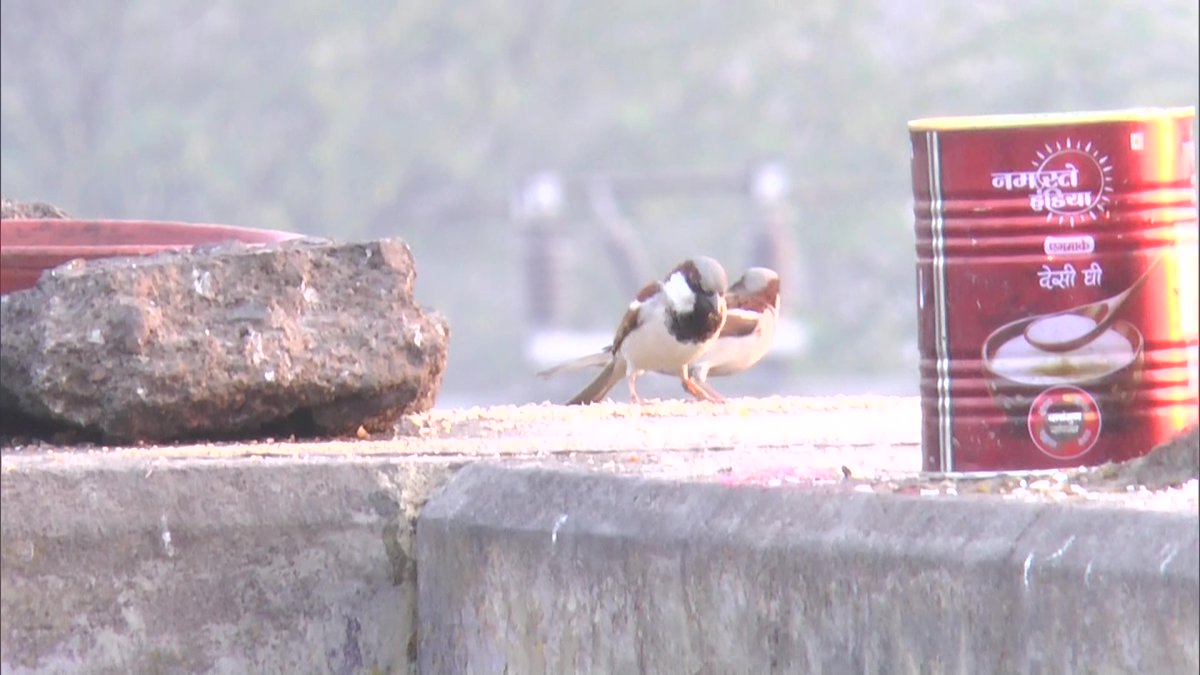 ANINewsUP's tweet photo. On #WorldSparrowDay, a shelter home for sparrows is protecting them from predator birds and providing them with food, in Kanpur https://t.co/9wnGAewIpg