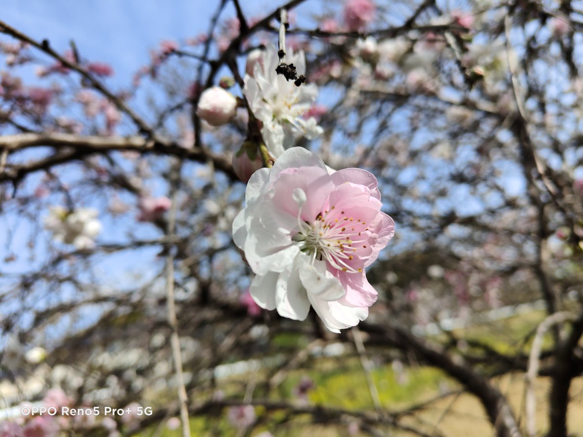 Baumkuchenmhwi's tweet photo. 料理はちょっと色薄めかなぁ?
#OPPOReno5proplus https://t.co/KyHCnsDBNn
