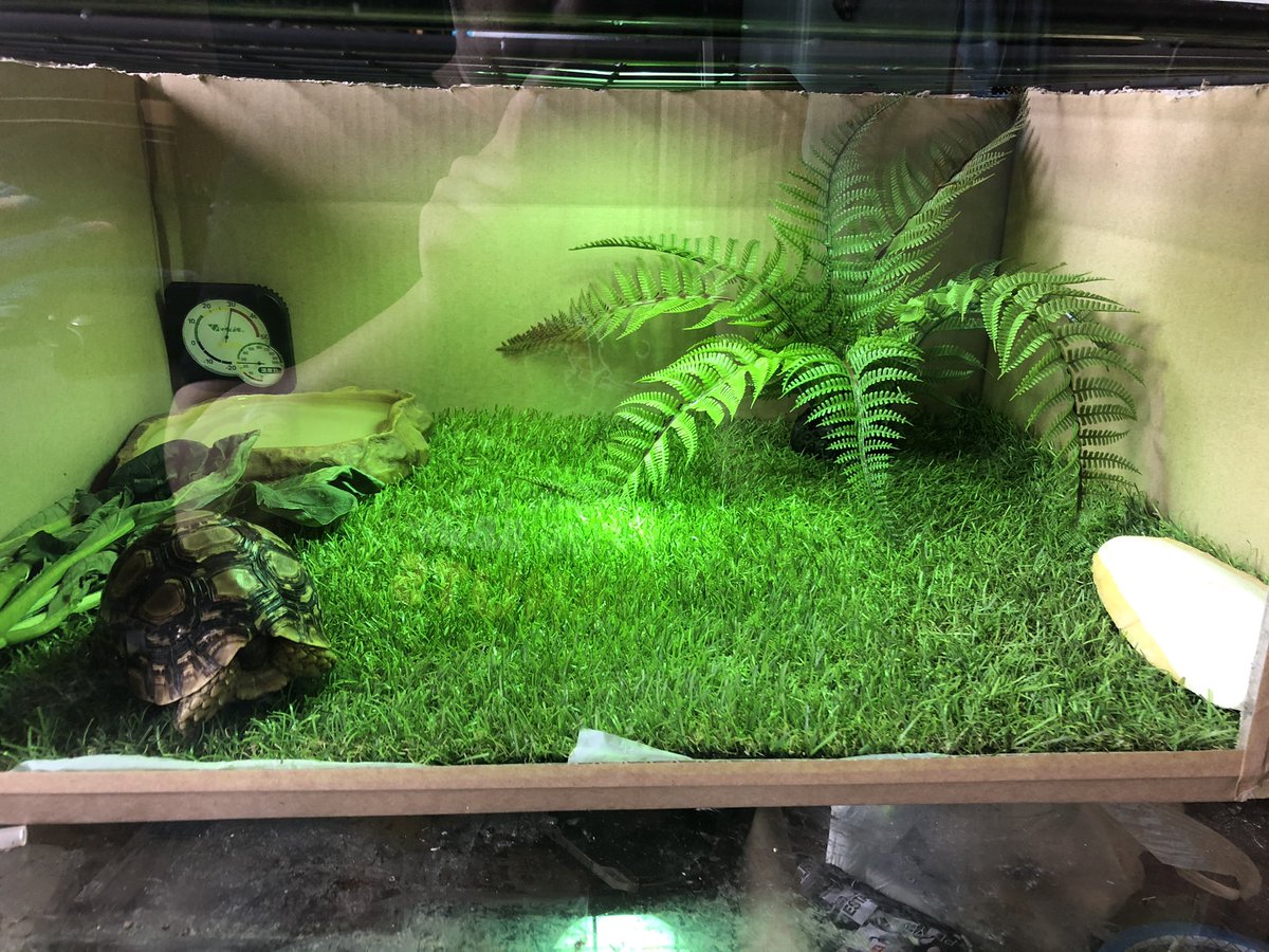 ケージレイアウト