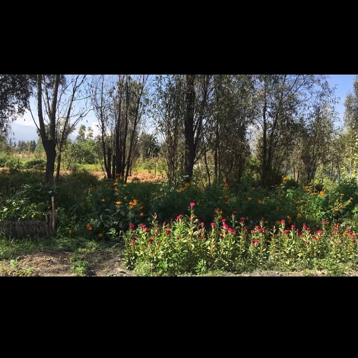 Reintegraryrev1's tweet photo. ¡Hay mucho por conocer! Dejamos el recorrido por #Xochimilco - Ciudad de México 🌳🇲🇽
¡Visita el link y Suscribete al canal para más contenido! https://t.co/NzL7fktDtP
#ReIntegraryReVivir #YouTube #recorrido #turismo #relax #viaje #mexico https://t.co/wowZlKIO5m
