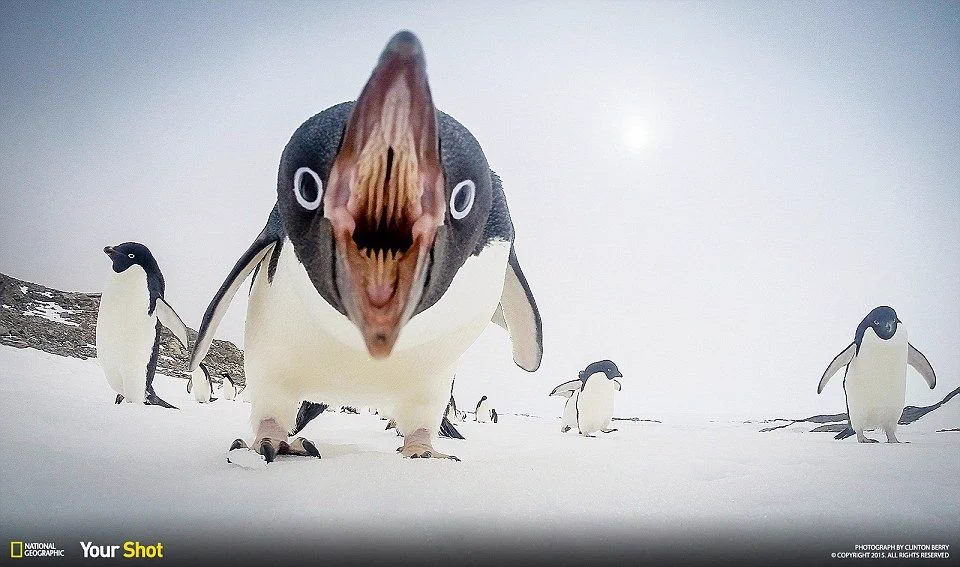 意外と知られていない事実！？ペンギンの口の中は全然可愛くないｗｗ