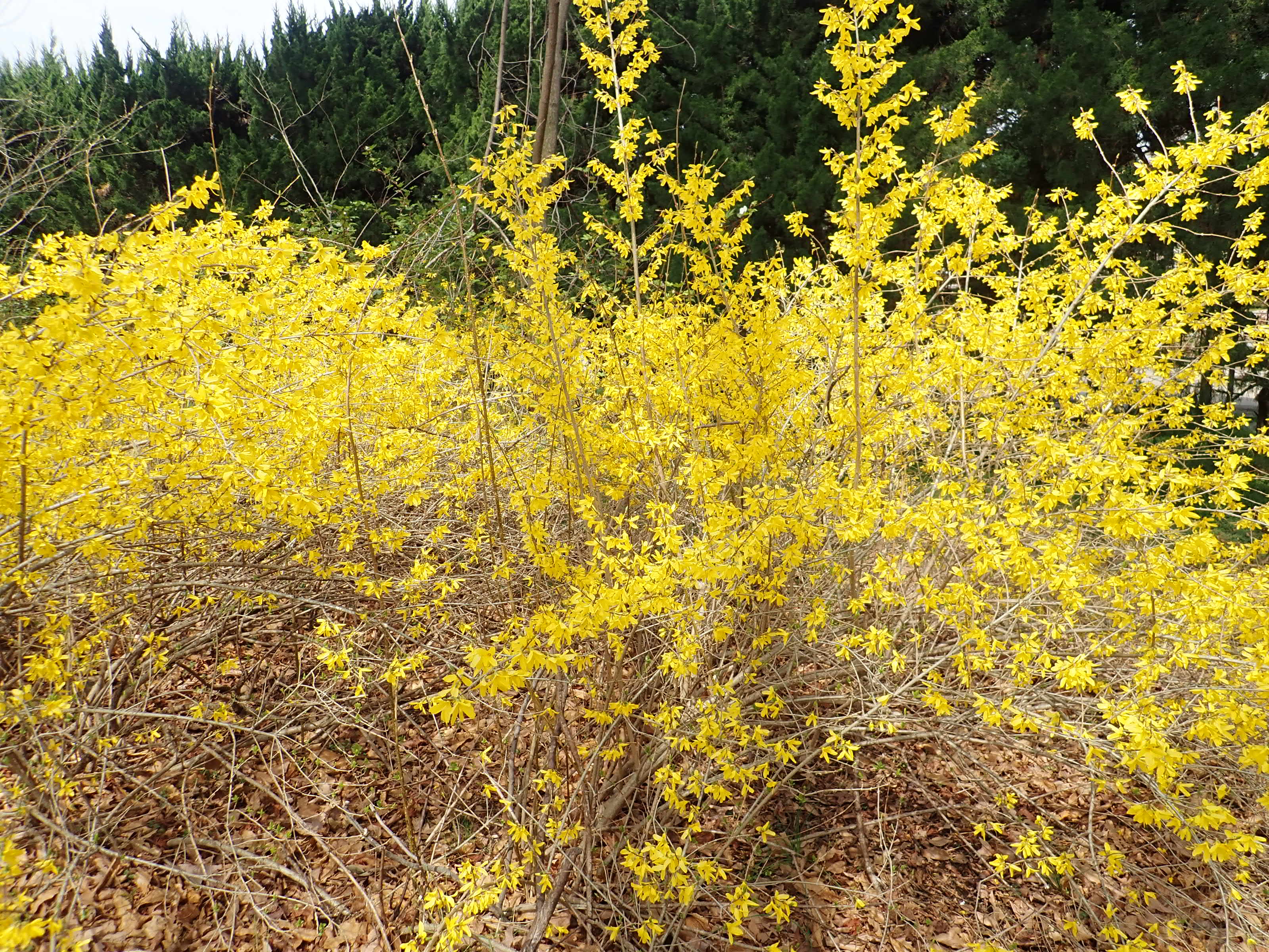 神代植物公園 ニュース スタッフより 園芸係 外来樹園でシナレンギョウの花が見ごろを迎えています シナレンギョウ は モクセイ科レンギョウ属の落葉低木で中国原産 春に葉の展開に先駆けて黄色の花を咲かせます とても鮮やかな黄色で目に沁みます