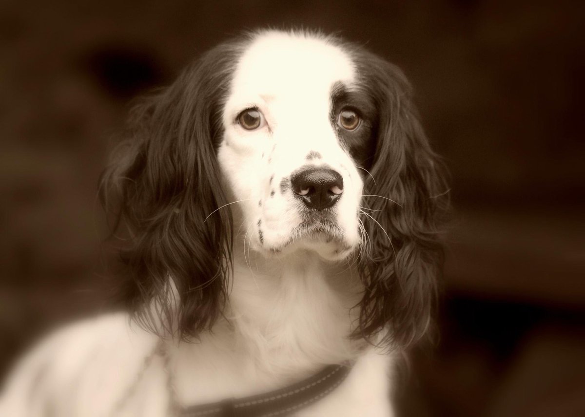Please RT and make Murphy’s weekend by finding him his forever home. He does need a kennel home  #rescuedogs #nothumberland spanielaid.co.uk/murphy-sa2228-…
