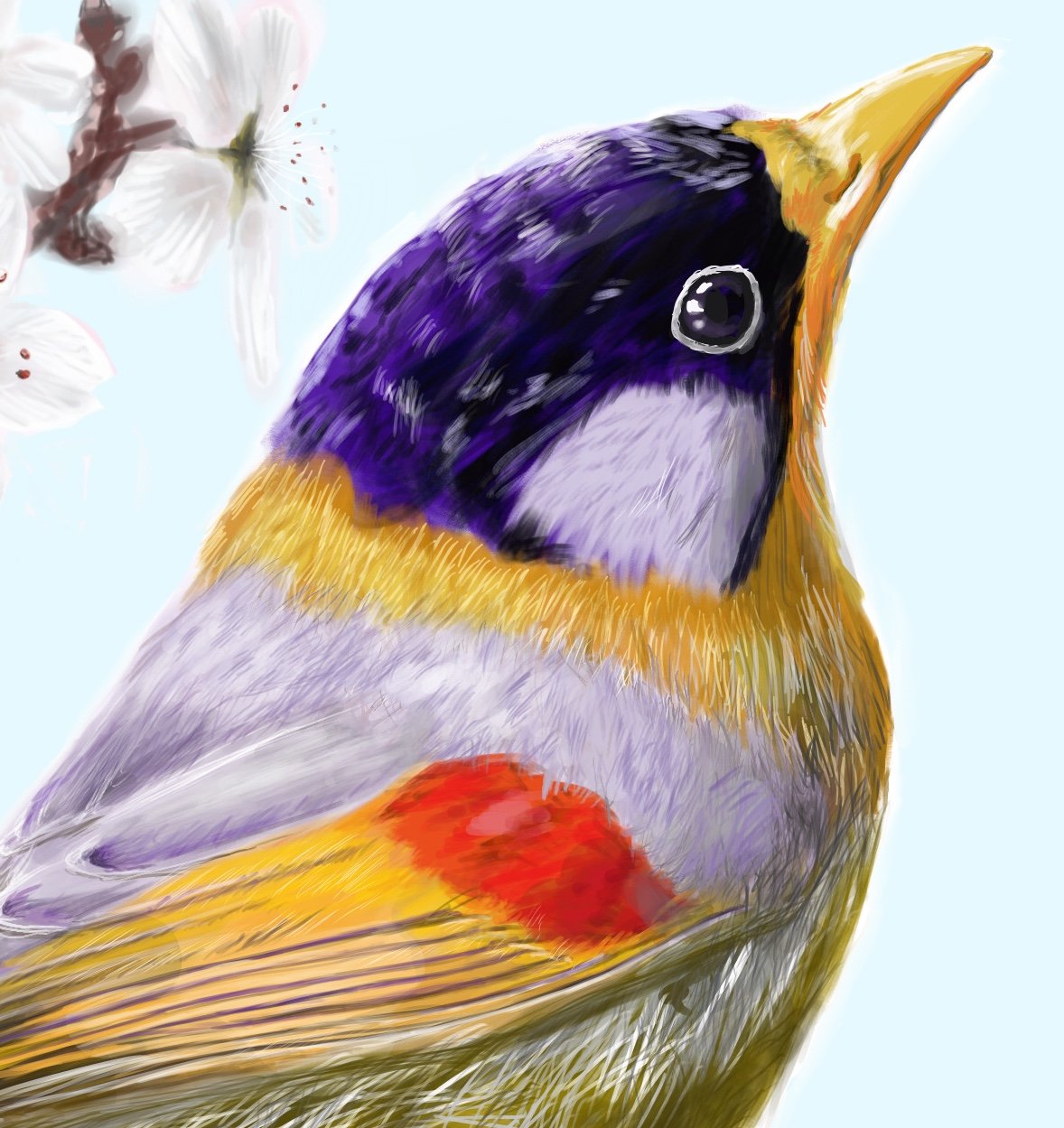 ぶりかま 絵描きさんと繋がりたい イラスト 鳥好きさんと繋がりたい 春なのでキレイな鳥と桜描きました T Co Vglc7hgfas Twitter