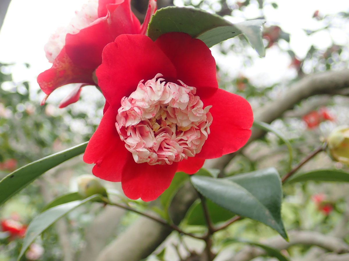 神代植物公園 ニュース スタッフより 園芸係 見ごろを迎えているつばき さざんか園から見ごろのツバキ をご紹介します 写真は 卜伴 ぼくはん という品種 濃紅色の一重の唐子咲きの小輪品種 江戸椿の逸品で江戸期より知られた古典品種中の名