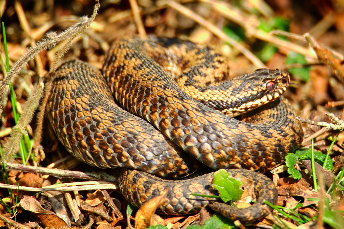 simon watkins (@slizardorock) on Twitter photo Spotted 7 #adders on seaford head reserve this morning in one small area near hope gap <a href="/SussexWildlife/">Sussex Wildlife Trust 🦔</a> <a href="/SussexARG/">Sussex ARG</a> most looking like they were about to moult Spotted 7 #adders on seaford head reserve this morning in one small area near hope gap <a href="/SussexWildlife/">Sussex Wildlife Trust 🦔</a> <a href="/SussexARG/">Sussex ARG</a> most looking like they were about to moult