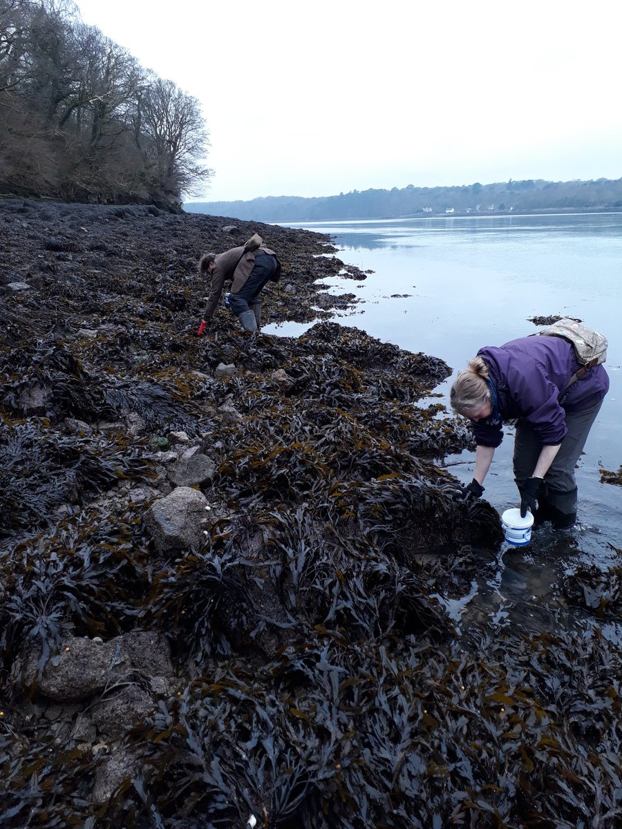 #pmnhsbioblitz on the Menai Strait on a calm morning #shoresearch. Plenty of baked bean squirts under the boulders