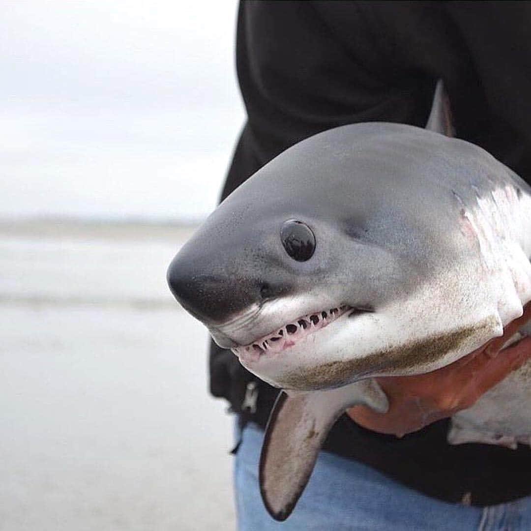 Travis Akers Salmon Sharks Are Like Real Life Baby Shark